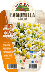 CAMOMILLA COMUNE IN VASO 14CM