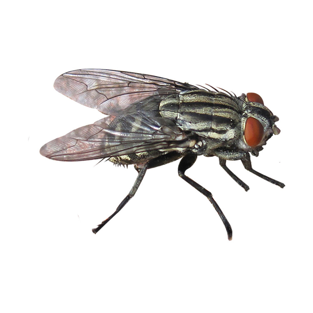 INSETTICIDA MULTINSETTO 400 ML