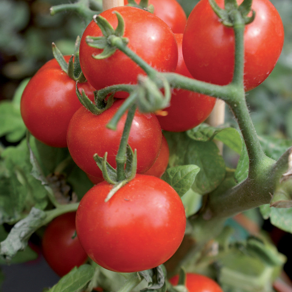 CALCIO CONCIME LIQUIDO 500 GR