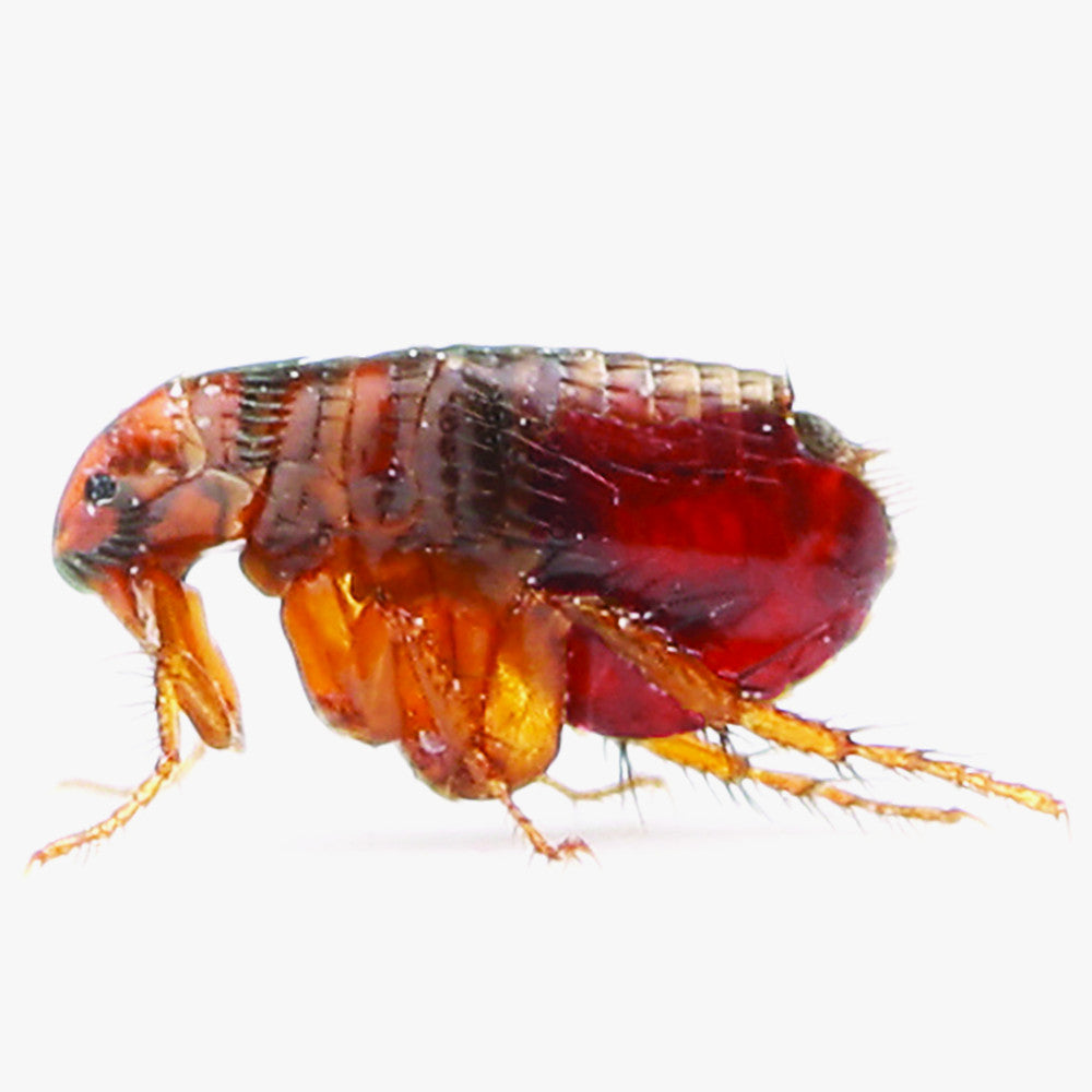 INSETTICIDA MULTINSETTO 400 ML