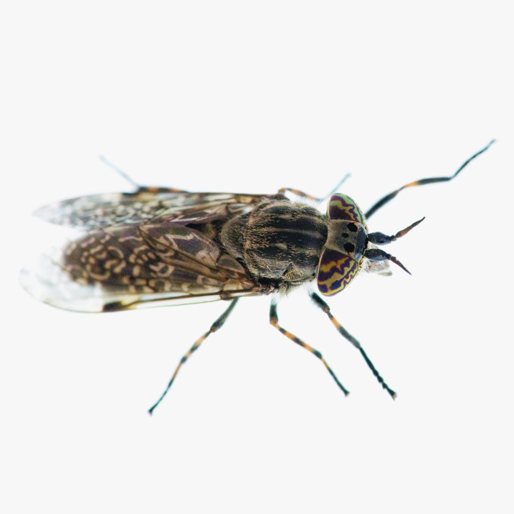 INSETTICIDA MULTINSETTO 400 ML