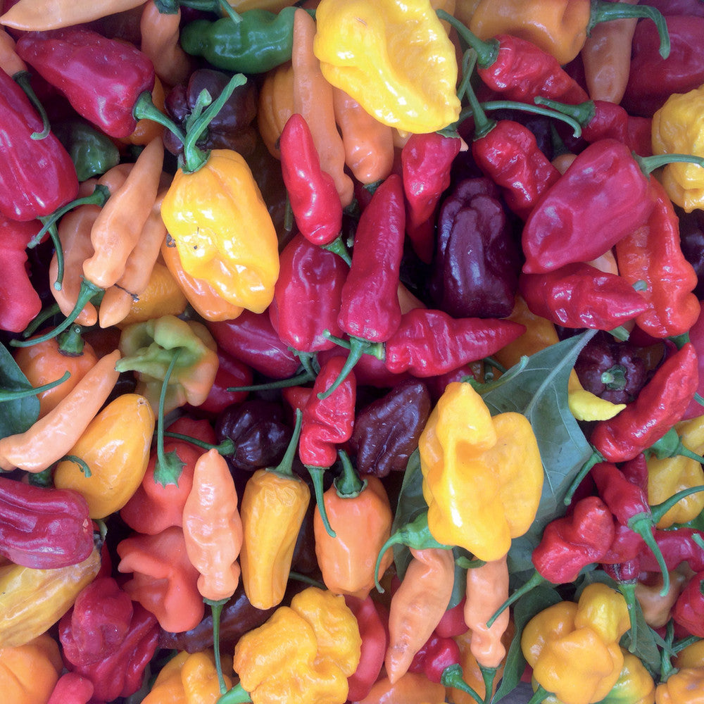 CONCIME LIQUIDO BIOLOGICO PEPERONCINI 500G