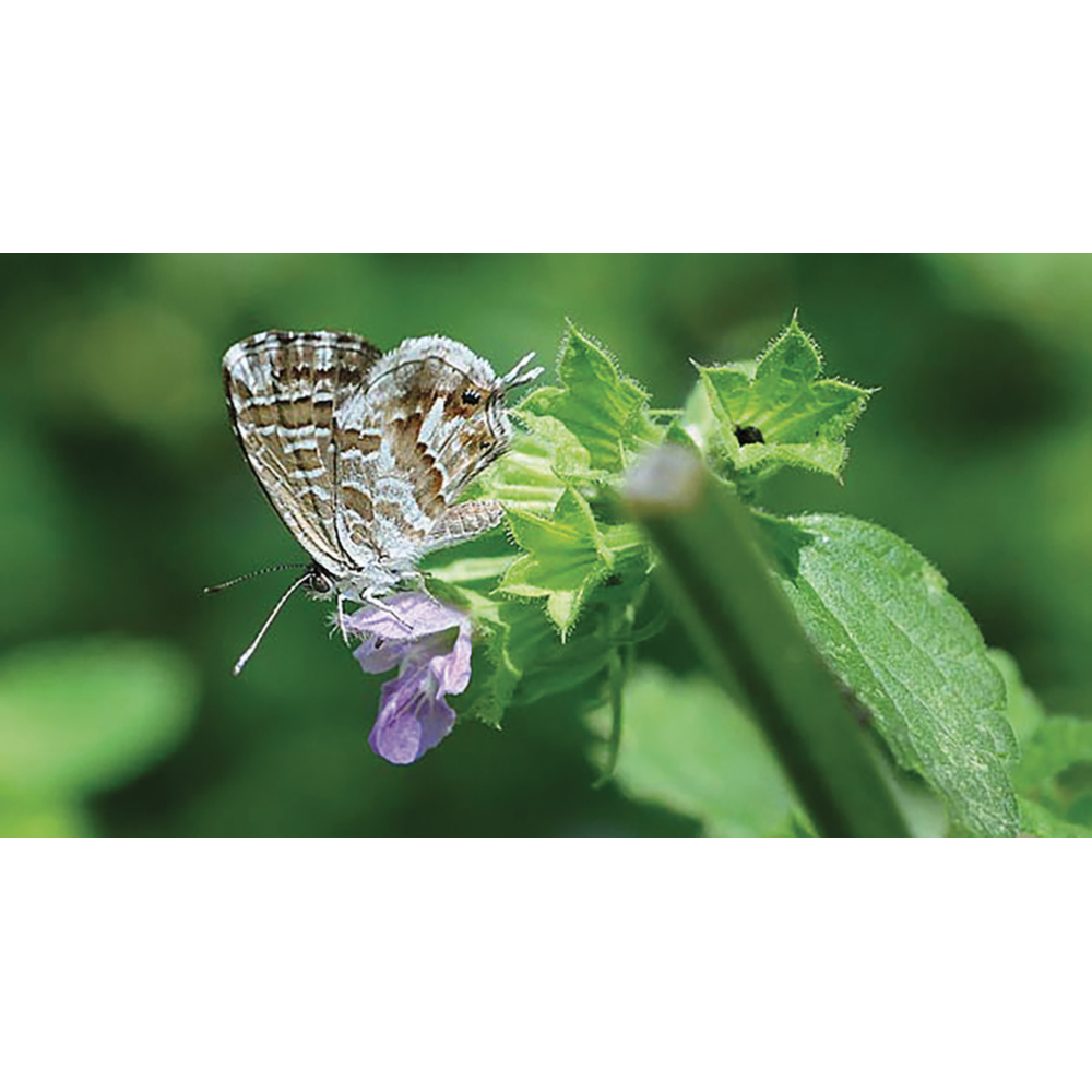 TRAPPOLA CROMOTROPICA PER FARFALLINA GERANIO