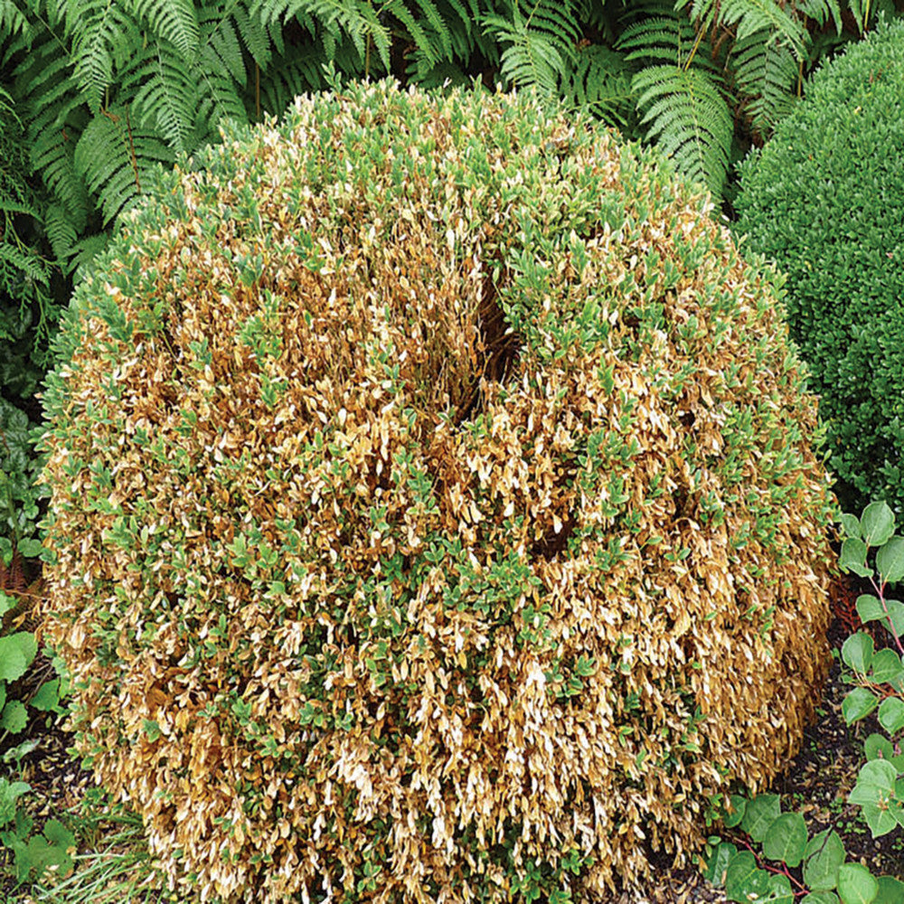 TRAPPOLA PIRALIDE DEL BOSSO 1PZ