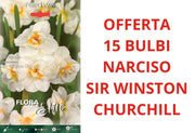 OFFERTA 15 BULBI DI NARCISO MULTI-FLOWERED SIR WINSTON CHURCHILL
