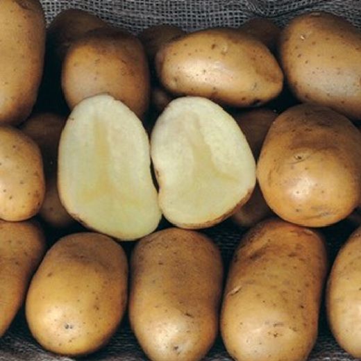 PATATA MONALISA BIO DA SEMINARE 25 TUBERI