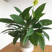 SPATHIPHYLLUM SWEET SEBASTIANO VASO 24CM