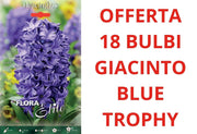 OFFERTA 18 BULBI DI GIACINTO BLUE TROPHY
