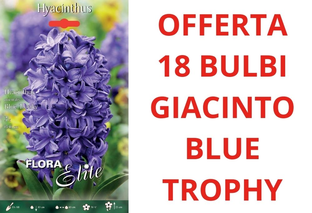 OFFERTA 18 BULBI DI GIACINTO BLUE TROPHY
