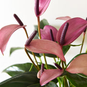 ANTHURIUM ZIZOU IN VASO 14CM