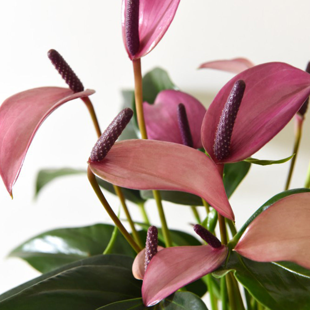ANTHURIUM ZIZOU IN VASO 14CM