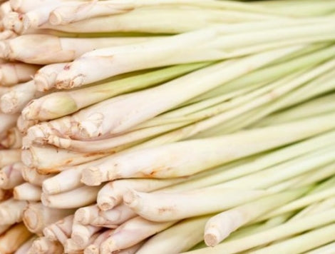 CITRONELLA LEMONGRASS (CONFEZIONE DA 3 RADICI)