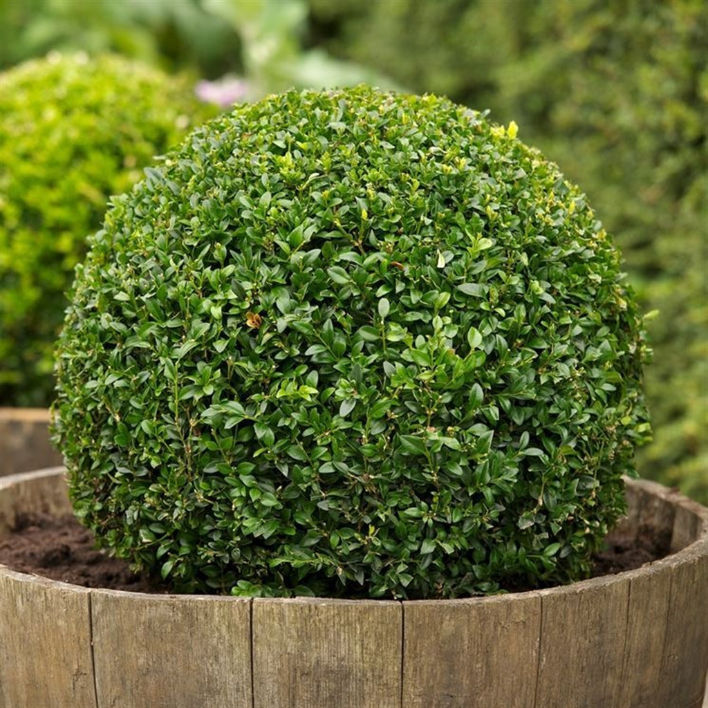BUXUS BOSSO SEMPERVIRENS VASO 35CM
