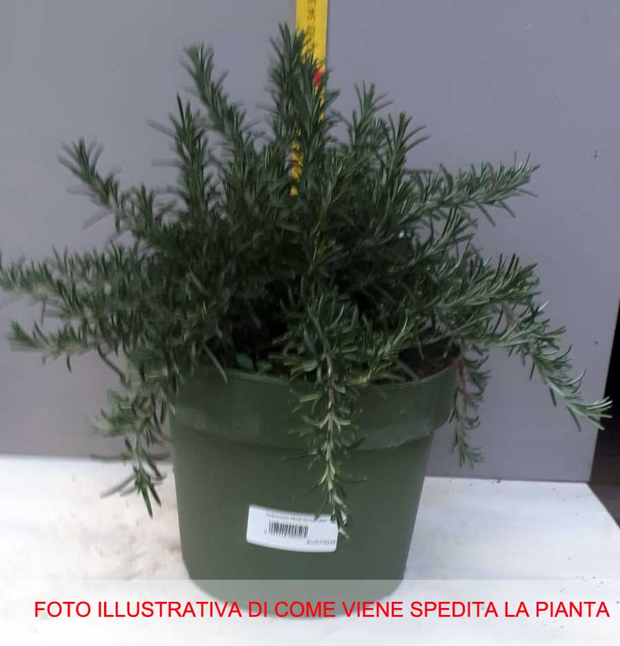 ROSMARINO SERPILLO PROSTRATUM STRICIANTE IN VASO 19CM