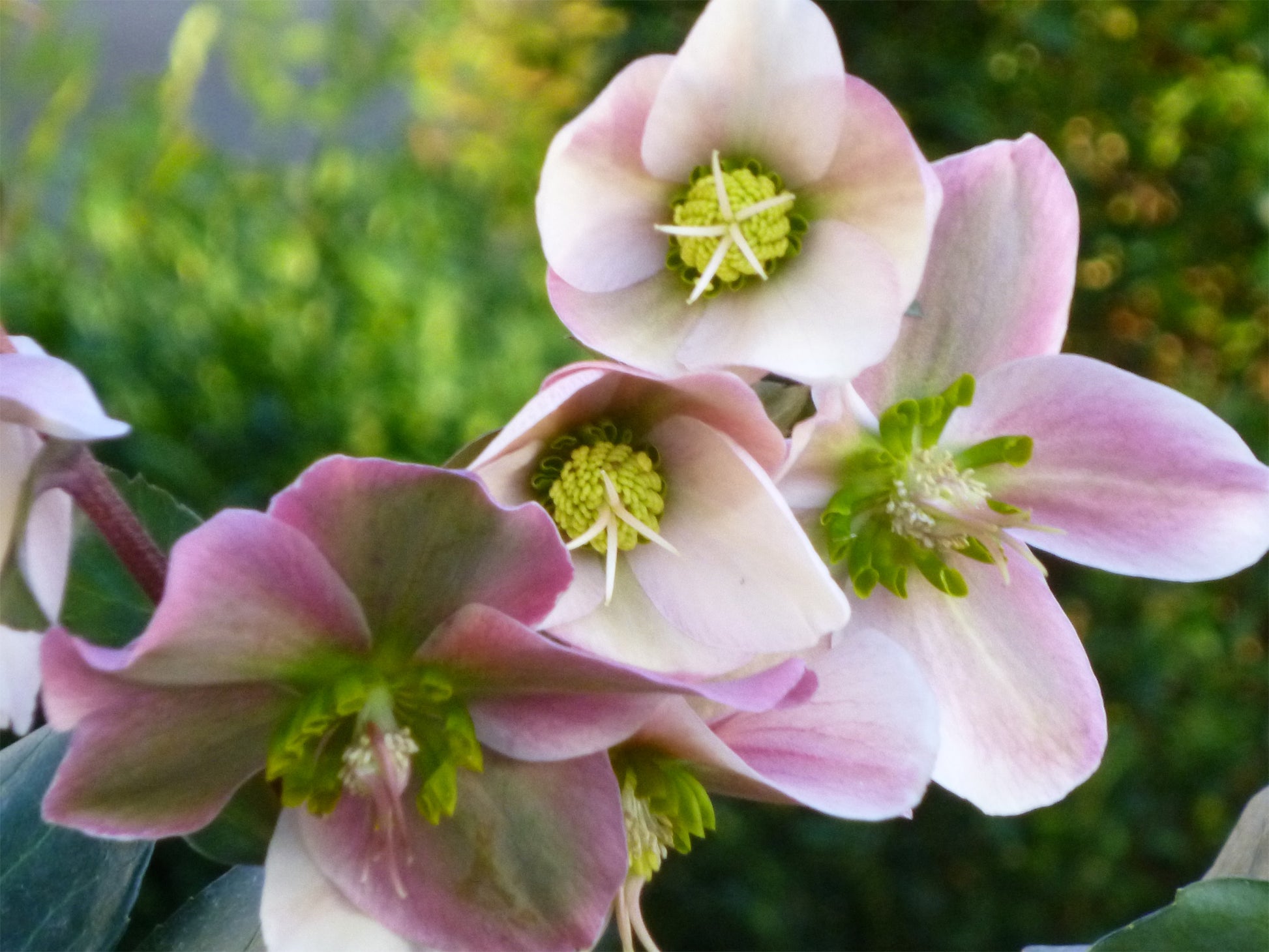 HELLEBORUS ANGEL GLOW ROSA DI NATALE VASO 15CM