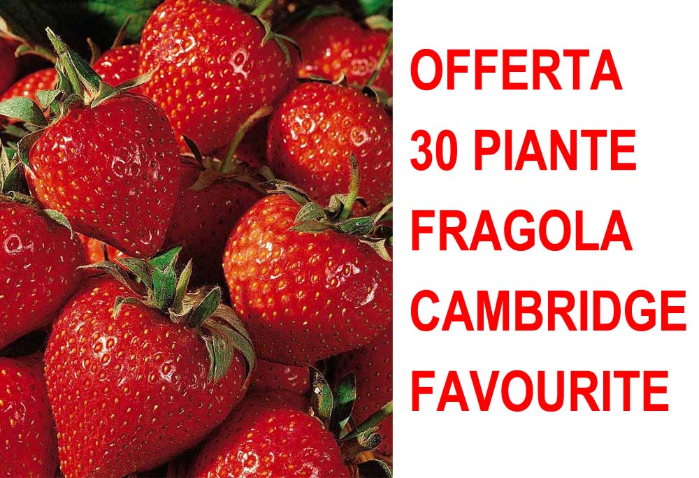 OFFERTA 30 PIANTE A RADICE NUDA FRAGOLA CAMBRIDGE FAVOURITE