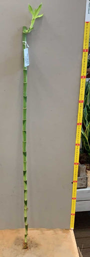 LUCKY BAMBOO 100CM (BAMBÙ DELLA FORTUNA)