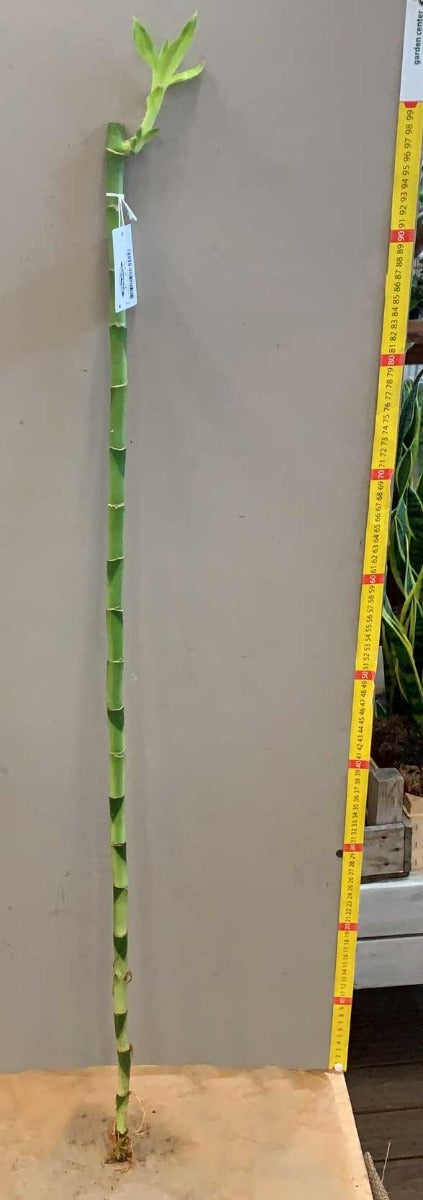 LUCKY BAMBOO 100CM (BAMBÙ DELLA FORTUNA)