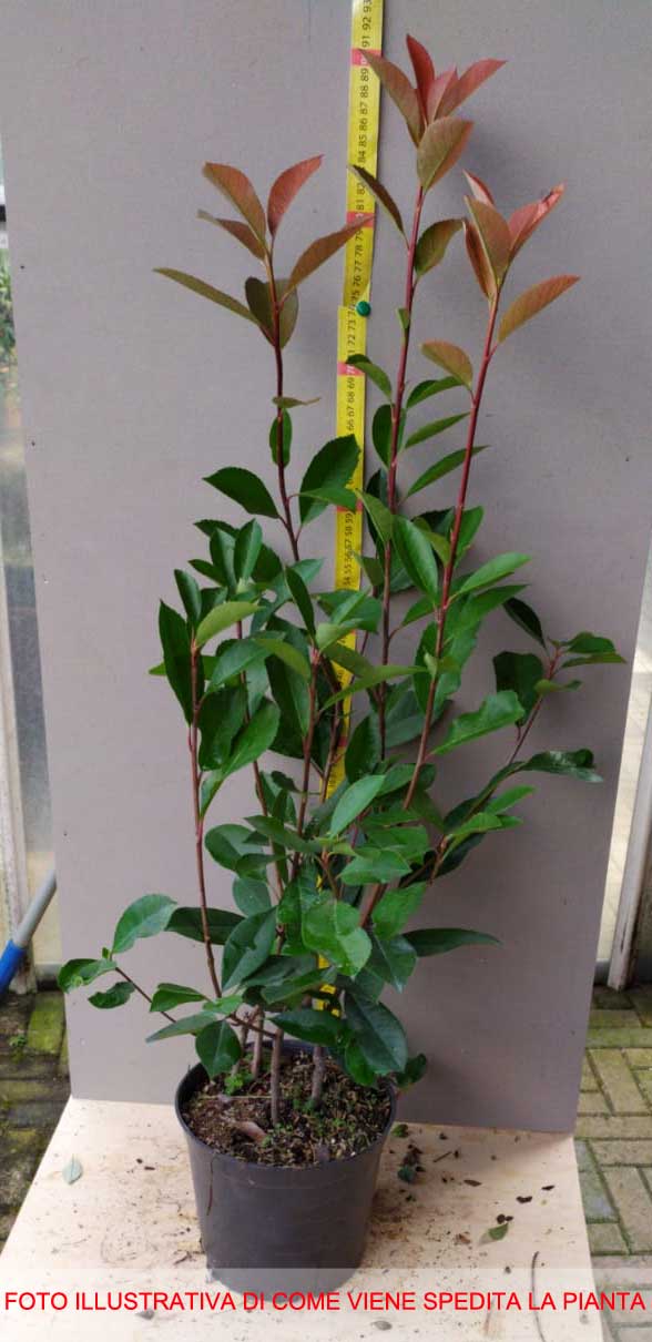 PHOTINIA DA SIEPE IN VASO 16CM