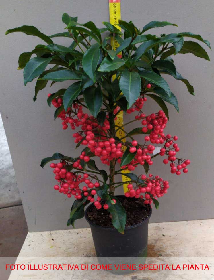 ARDISIA CRENATA VASO 14CM