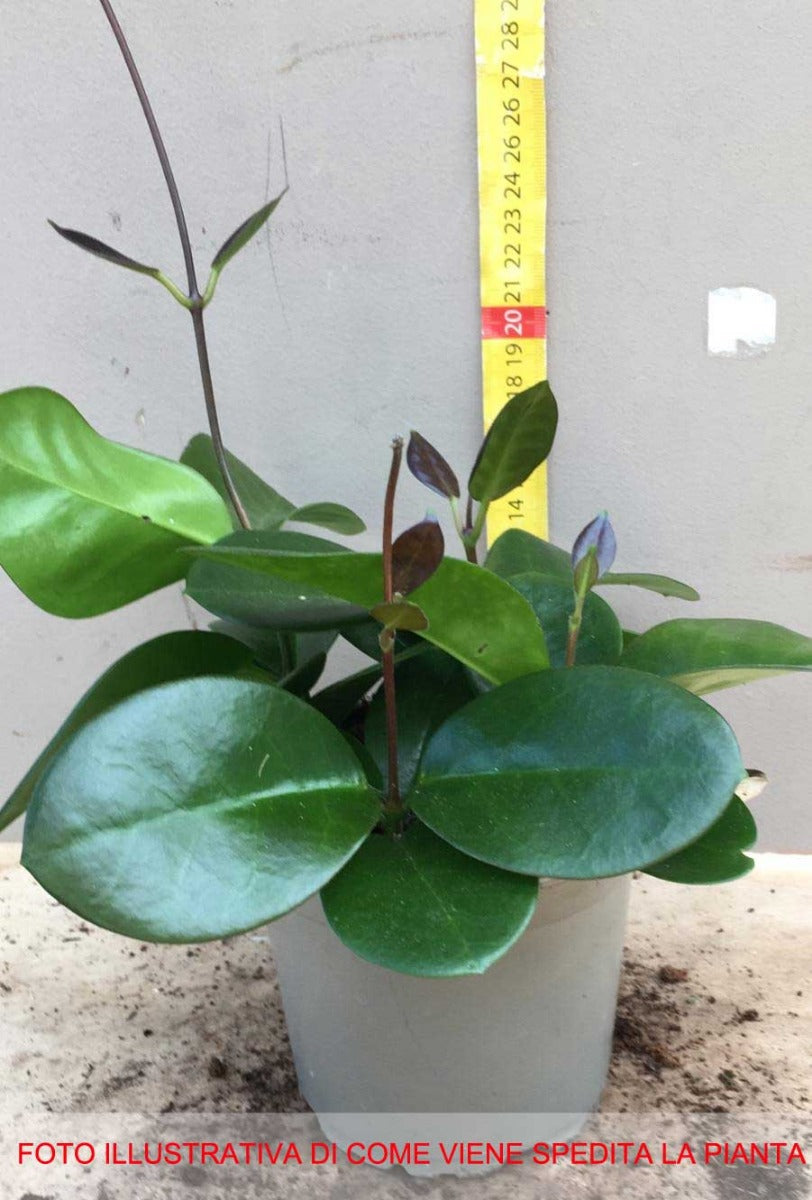 HOYA AUSTRALIS FIORE DI CERA VASO 12CM