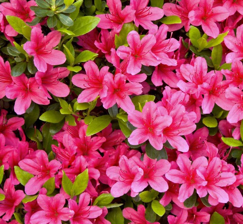 AZALEA JAPONICA RUSTICA ROSA VASO 18CM