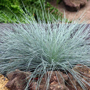 FESTUCA GLAUCA VASO 14CM