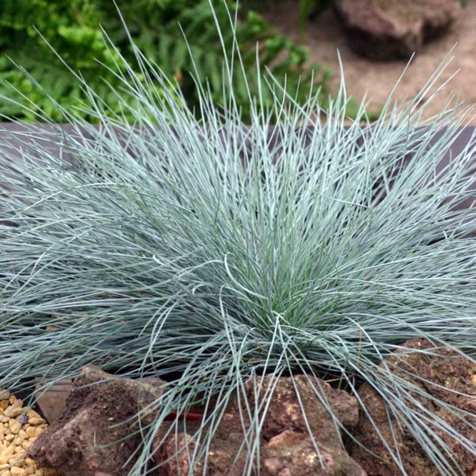 FESTUCA GLAUCA VASO 14CM