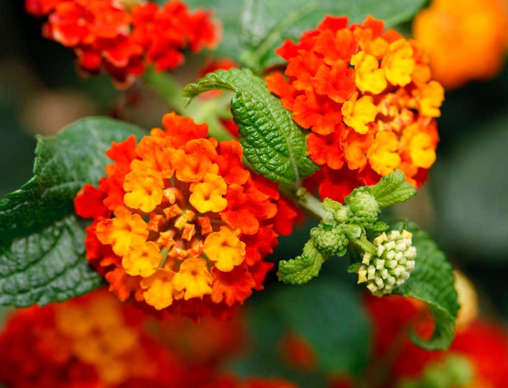 LANTANA CAMARA COLORE ASSORTITO VASO 14CM