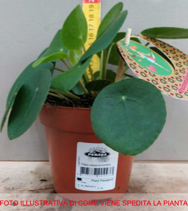 PILEA PEPEROMIOIDES PIANTA DELLE MONETE VASO 12CM