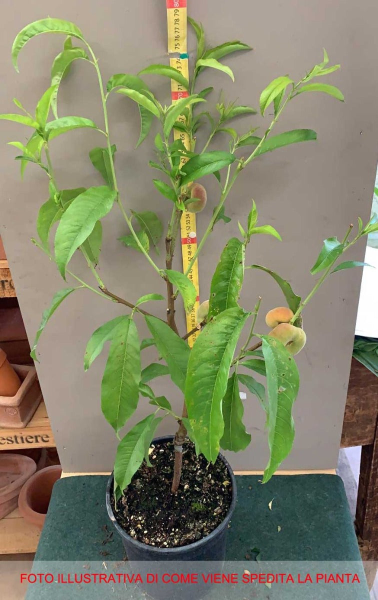 PESCO SUN PEACH NANO IN VASO 18CM