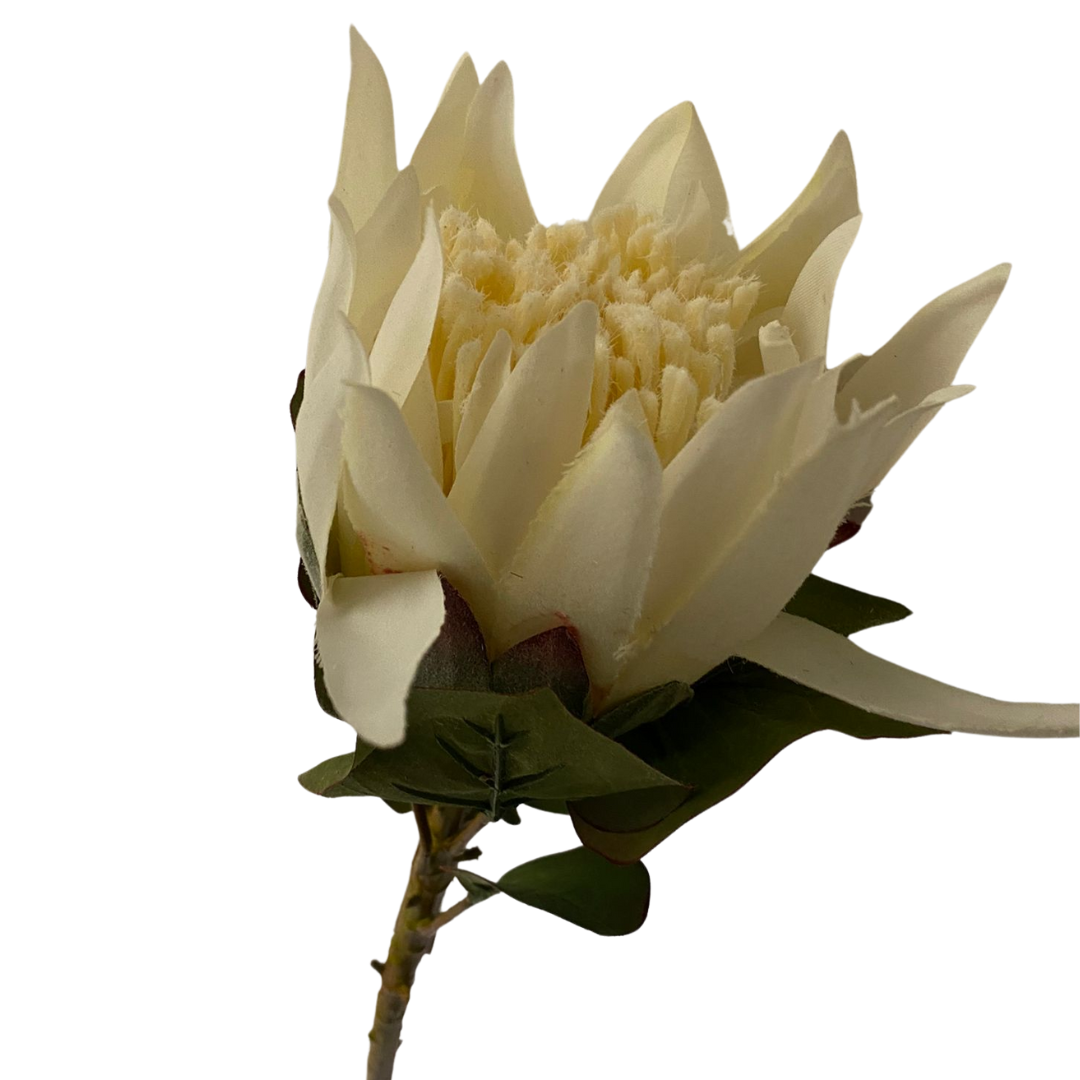 RAMO PROTEA H68 BIANCA
