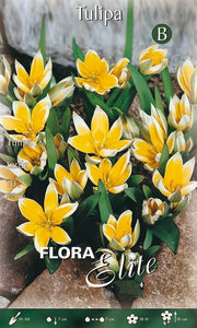 Bulbi di Tulipano Tarda 10 Bulbi - immagine 1