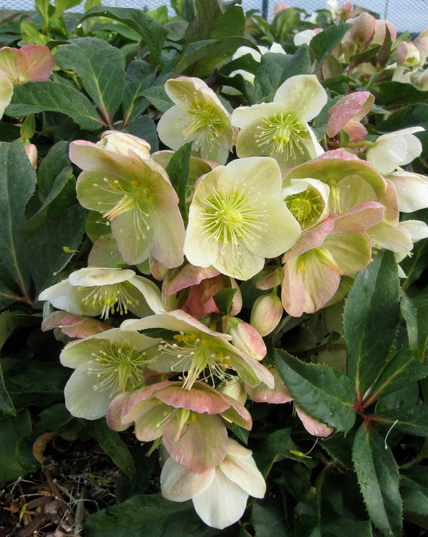 HELLEBORUS MARLON  ROSA DI NATALE VASO 21CM