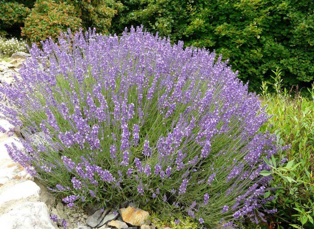 LAVANDULA IN VASO 18CM