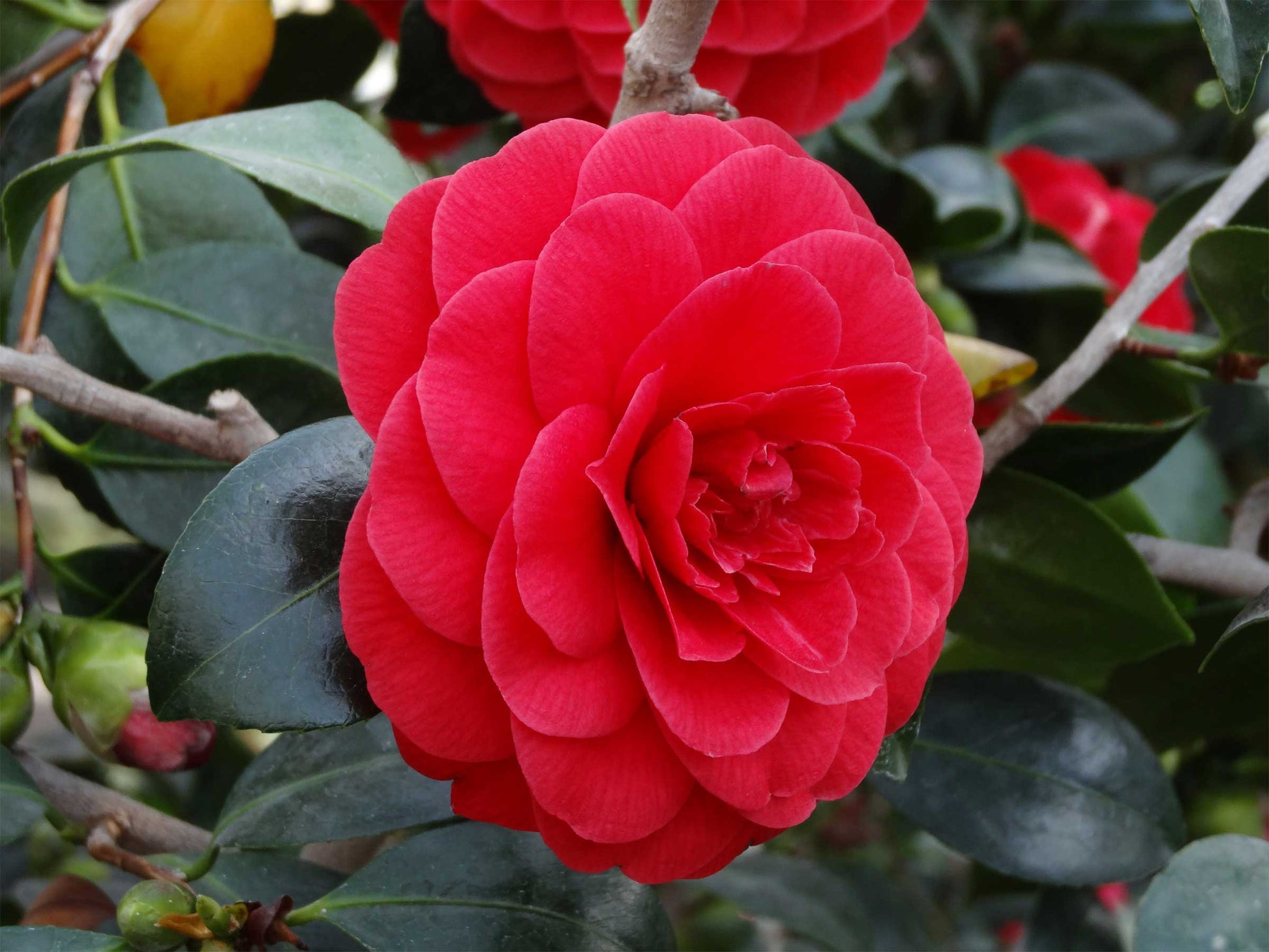 Rote Kamelie (Camellia japonica), 17 cm Topf – Peragashop
