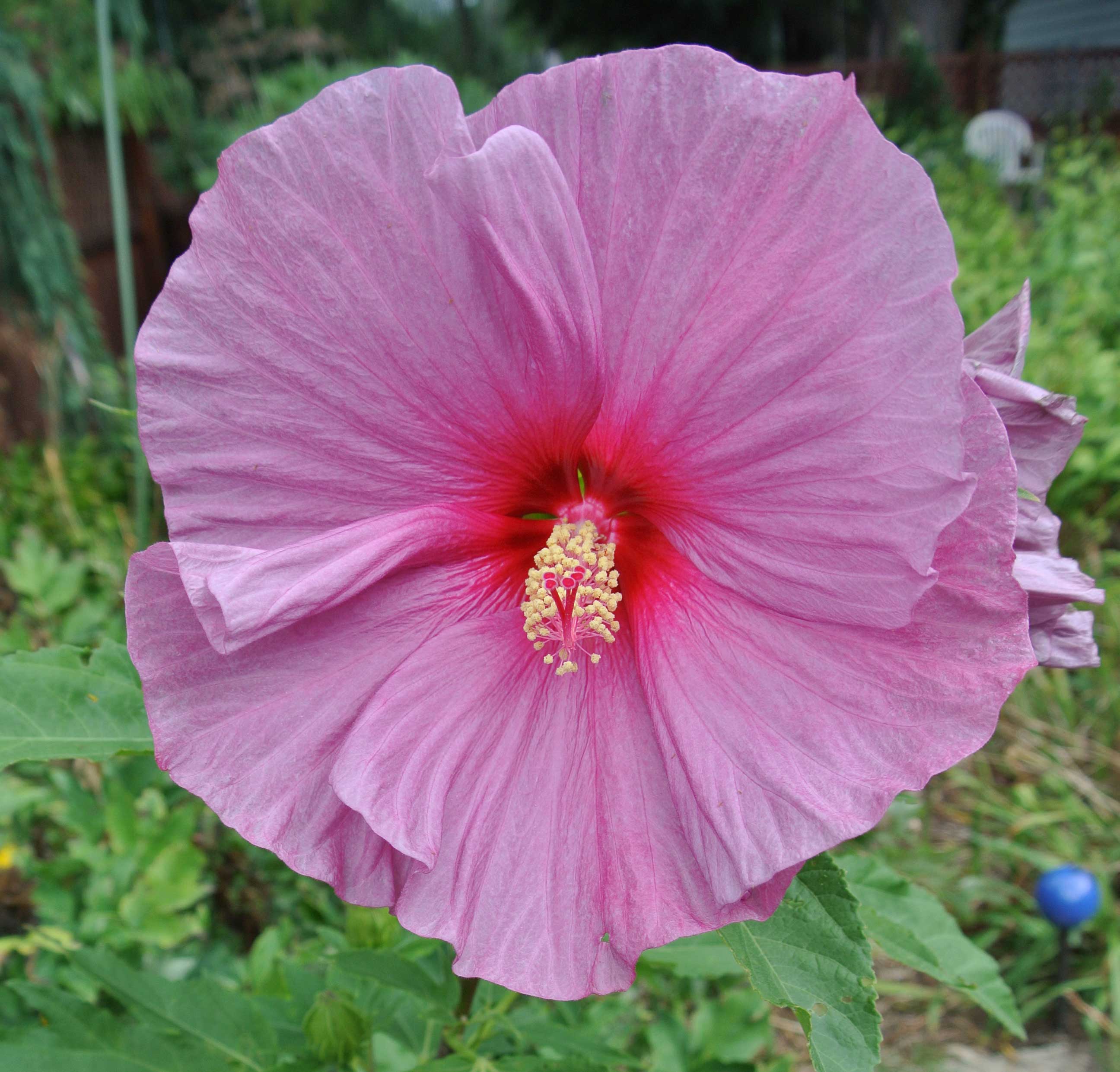 HIBISCUS IBISCO MOSCHEUTOS GIGANTE XXL COLORE ASSORTITO IN VASO 23CM