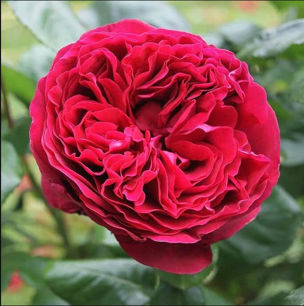 ROSA ALAIN SOUCHON ROMANTICA