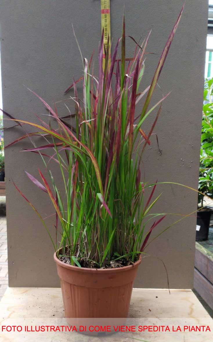 IMPERATA VASO 14CM