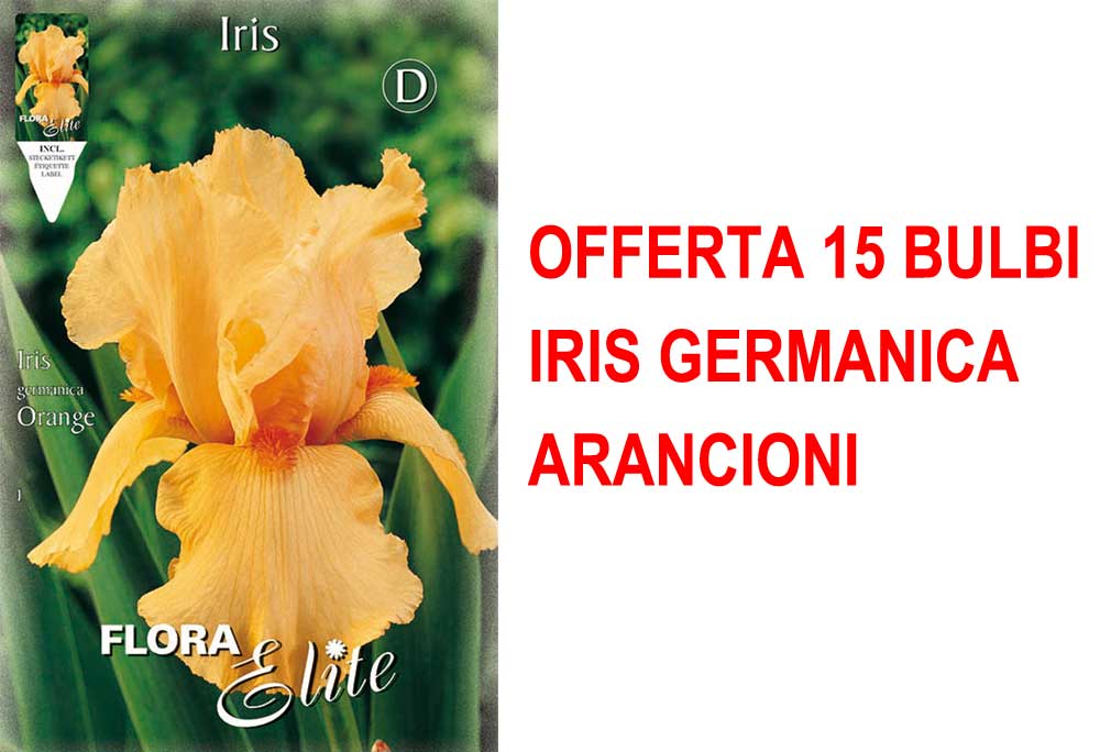 OFFERTA 15 BULBI IRIS GERMANICA ARANCIONI