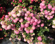 GAULTHERIA PERNETTYA ROSA CHIARO VASO 17CM