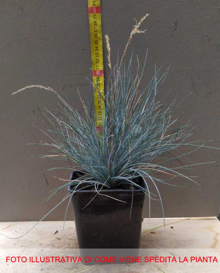 FESTUCA GLAUCA VASO 14CM