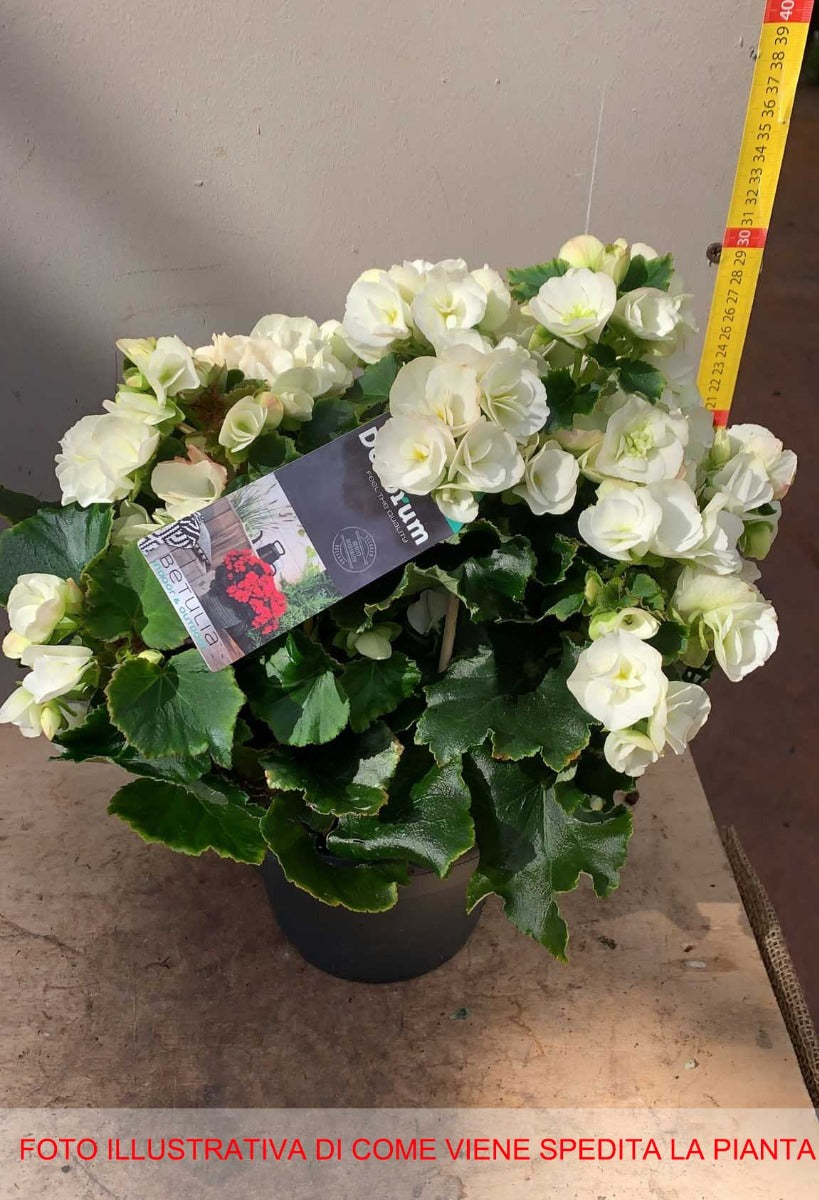 BEGONIA BIANCA ELATIOR IN VASO 19CM