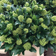 SKIMMIA JAPONICA WHITE GLOBE VASO 9CM