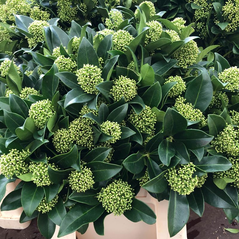 SKIMMIA JAPONICA WHITE GLOBE VASO 9CM