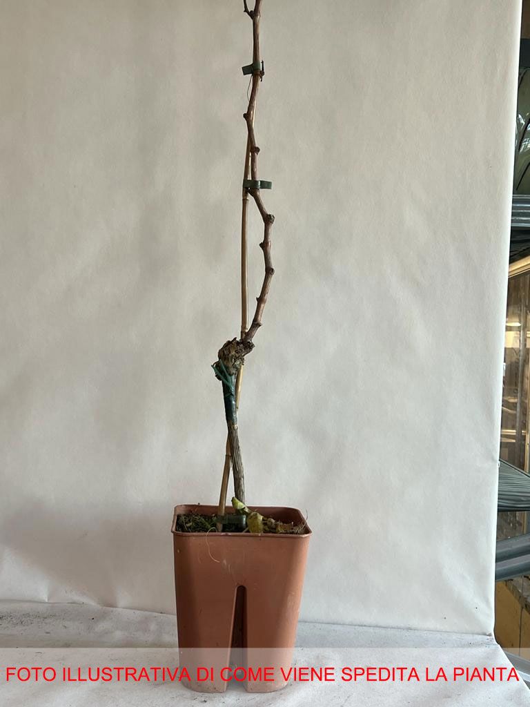 UVA MOSCATO GIALLO VASO 18CM