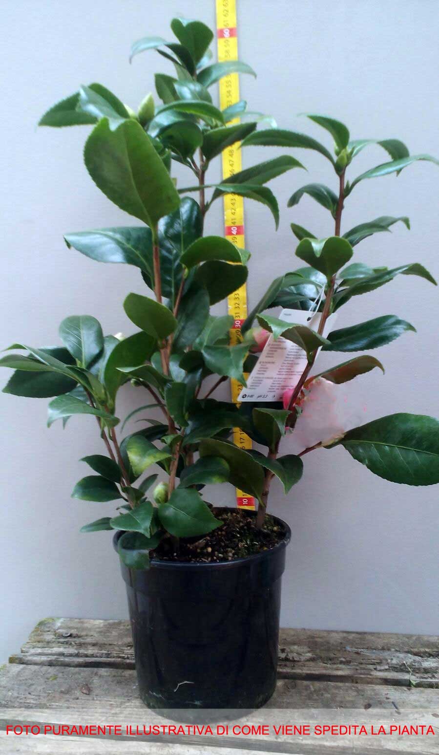 CAMELIA SASANQUA YULETIDE IN VASO 17CM