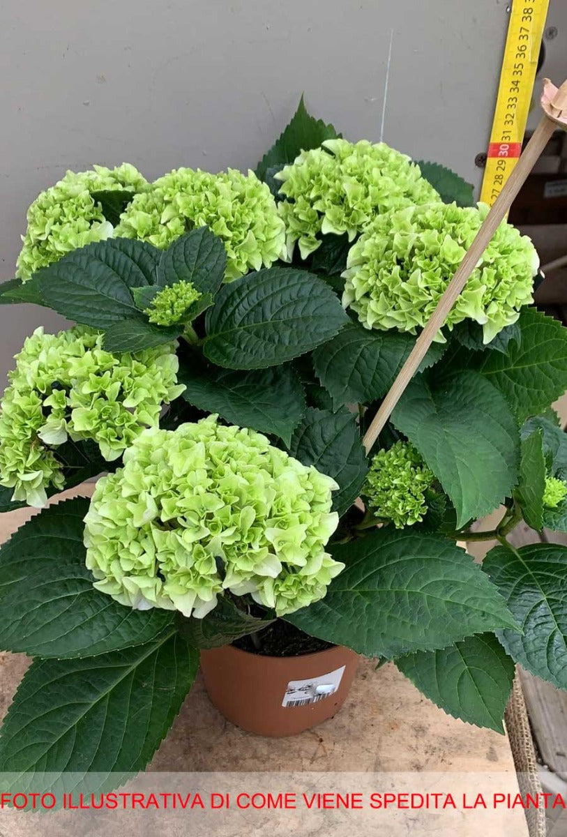 ORTENSIA HYDRANGEA MACROPHYLLA BIANCA VASO 14CM