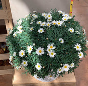 MARGHERITA BIANCA IN VASO 35CM