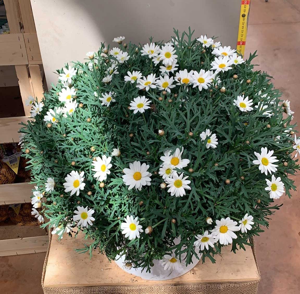 MARGHERITA BIANCA IN VASO 35CM